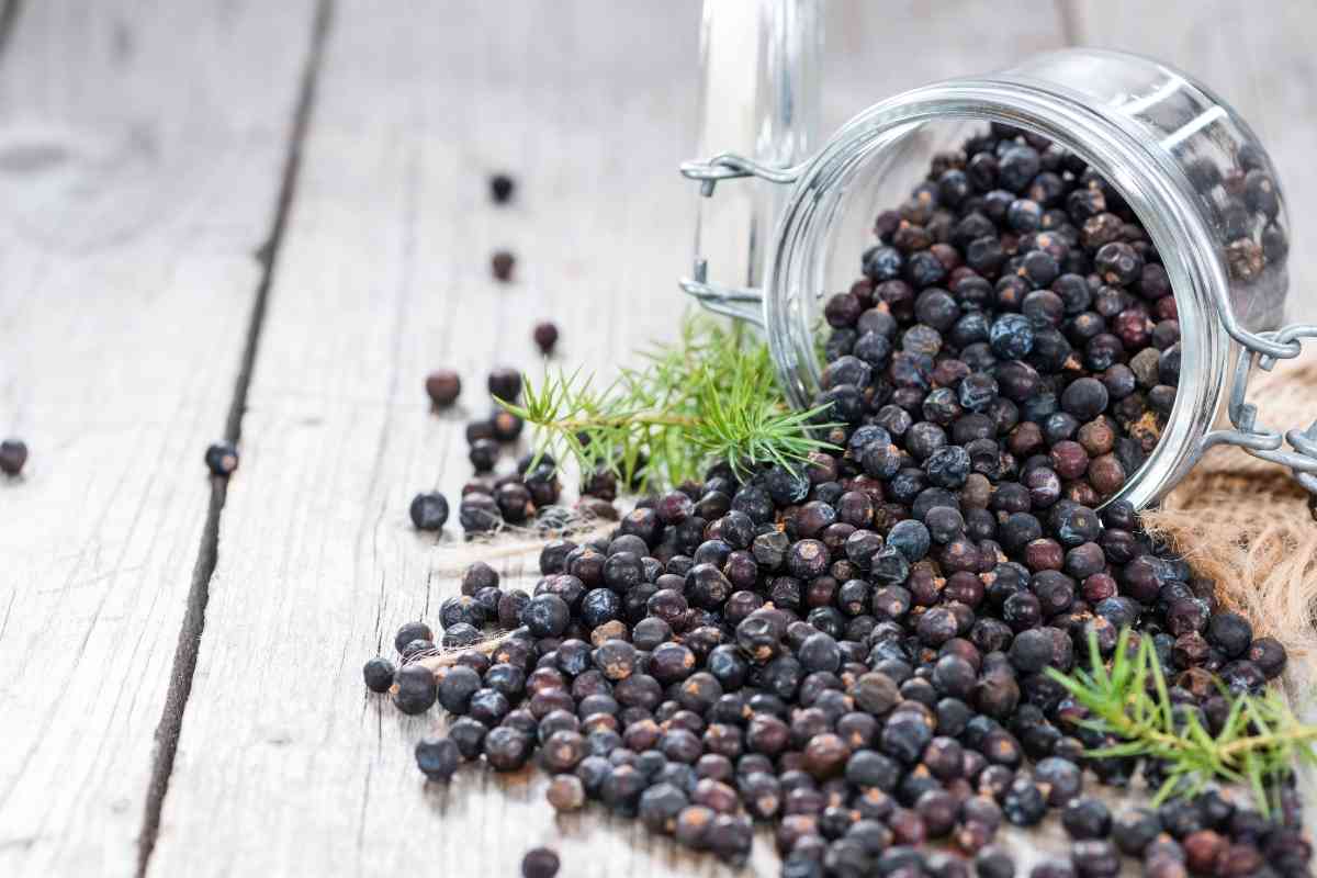 Where To Find Juniper Berries in Grocery Stores