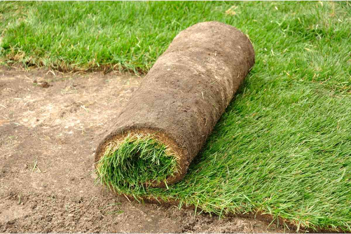 Where to Buy Sod Near Me (10