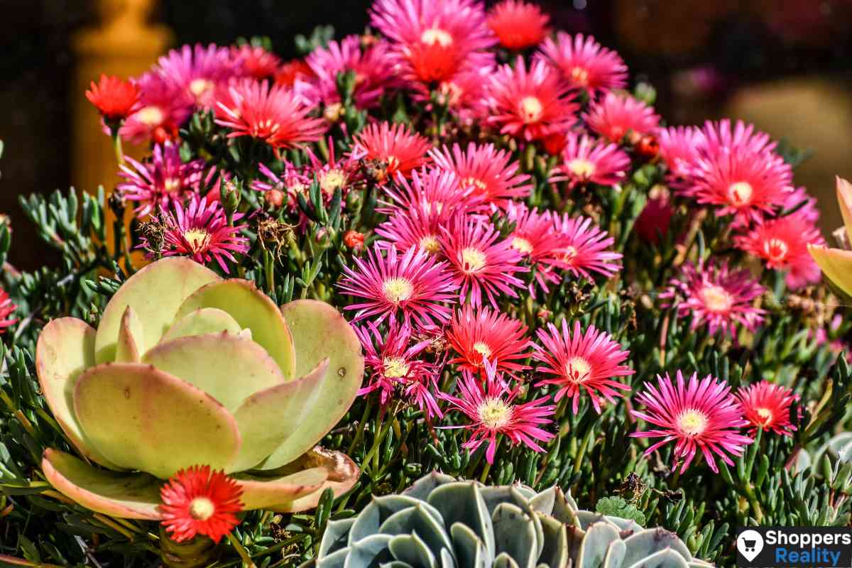 Does Rite Aid Sell Flowers in 2023? (All You Need to Know)